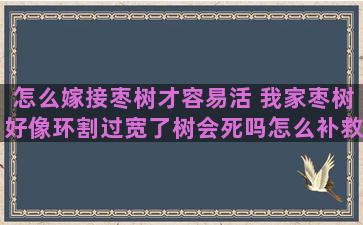 怎么嫁接枣树才容易活 我家枣树好像环割过宽了树会死吗怎么补救